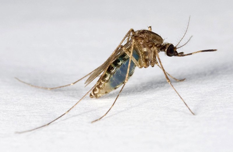 Consigli utili per difendersi dalle zanzare